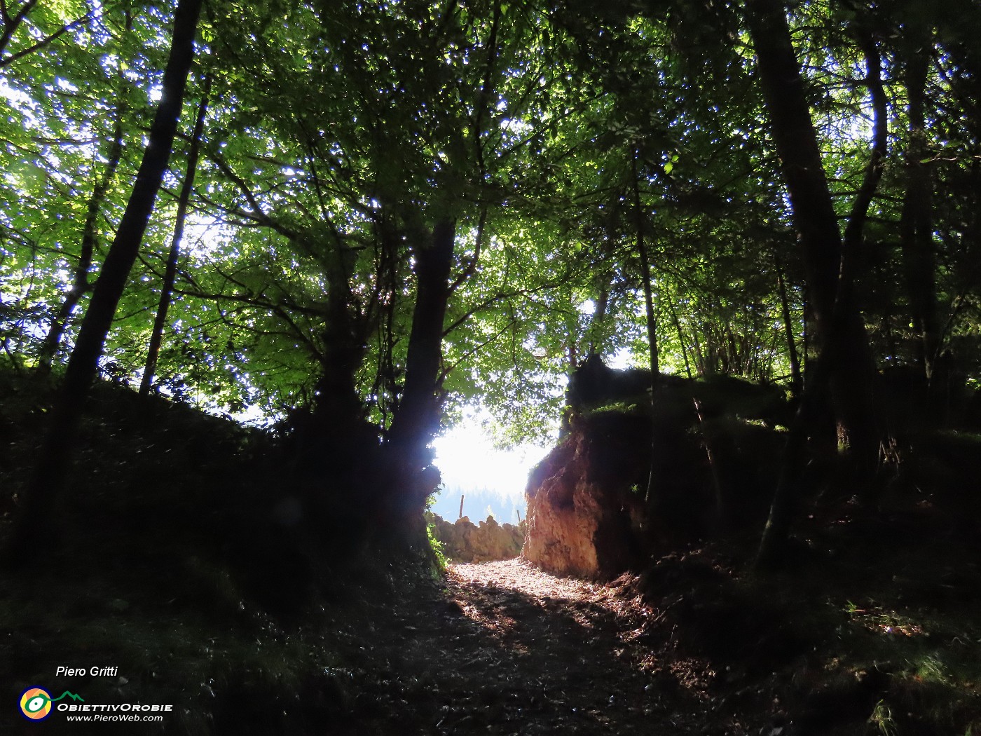 14 Fuori il sole, nel bosco ombra e bel fresco.JPG